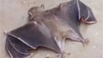 قتل وتحليل وتطهير.. 3 إجراءات هامة بشأن 