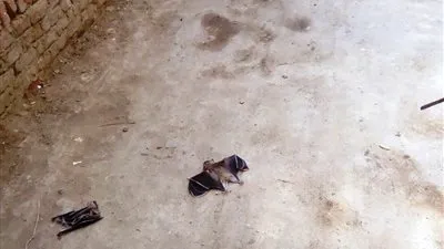 التفاصيل الكاملة لهجوم الخفافيش على قرية الحزانية