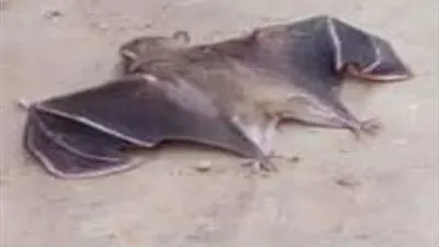 رعب للأهالي.. قصة الخفافيش بالمنازل المهجورة في القليوبية وبني سويف