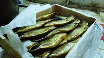 ضبط 5.5 طن فسيخ ورنجة غير صالحة للاستخدام الآدمي بالجيزة