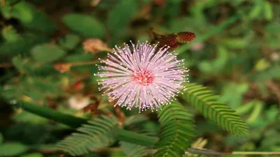 علماء يخترعون تقنية جديدة لقياس مدى استجابة النباتات للمؤثرات الخارجية