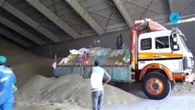 بدء موسم حصاد القمح بالإسكندرية.. و