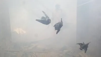 بعد هجوم الخفافيش على مصر.. تعرف على أضرارها ومخاطرها