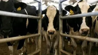 الزراعة: إستيراد عجول تسمين ولحوم  لتغطية رمضان وعيد الأضحى