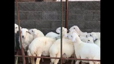 أمانة الرياض تخصص 