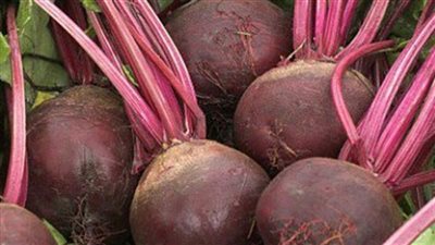 بدء حصاد البنجر في غرب غرب المنيا