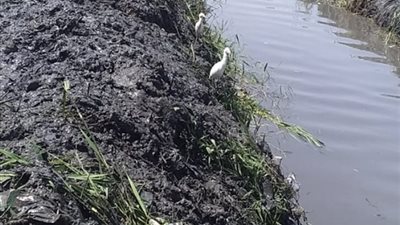 محافظ الفيوم: تطهير 246 مجرى مائيا خلال شهر 