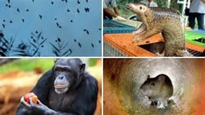 أبرزها الخفافيش والبراغيث.. 8 أسباب لانتشار كورونا وزيادة الوفيات