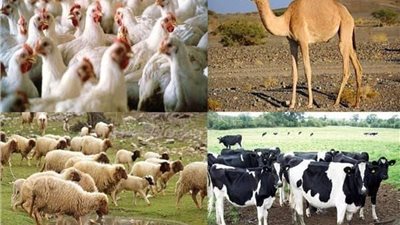 الزراعة: اهتمام بالتلقيح الاصطناعي لتحسين السلالات الوراثية