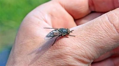 هل ينقل الذباب فيروس كورونا؟.. منظمة الصحة العالمية تجيب