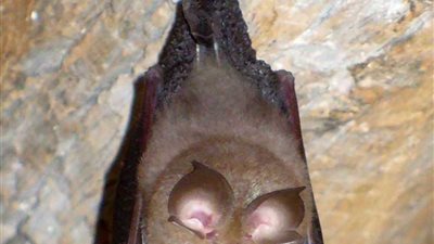 دراسة: خفافيش حدوة الحصان وراء تفشي فيروس كورونا