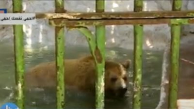 حديقة الجيزة: وضعنا خطة إكثار للحيوانات وتكييف وأرز باللبن للدببة (فيديو)