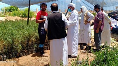 توزيع 6 آلاف شتلة لوز بالمجان على المزارعين في مطروح