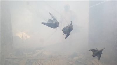 بعد مهاجمة قرى مصرية.. كيف تحمي منزلك من الوطاويط (الخفافيش)؟