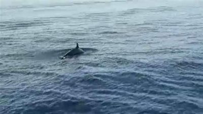 البيئة: رصد مجموعة من الدرافيل النادرة شمال الغردقة