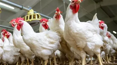 أسعار الدواجن اليوم الثلاثاء 7-7-2020 في السوق المحلي