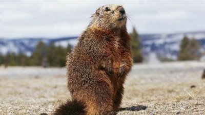 المرموط.. تعرف على الحيوان المسبب لـ