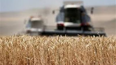 العراق يشتري 4.539 مليون طن من القمح المحلي