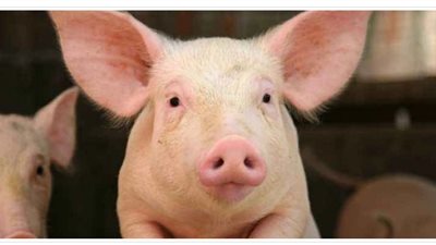 طاعون.. ظهور مرض جديد يهدد البشرية فى روسيا