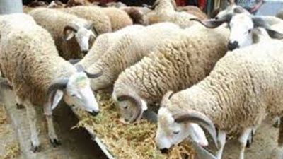 4 تحركات من الحكومة بشأن عيد الأضحى.. تعرف عليها