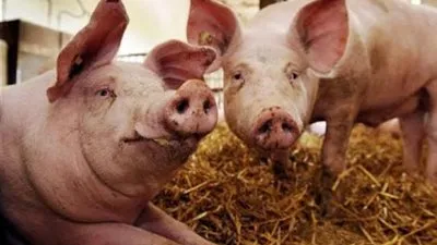 آخرها طاعون الخنزير.. فيروسات هاجمت العالم في 2020