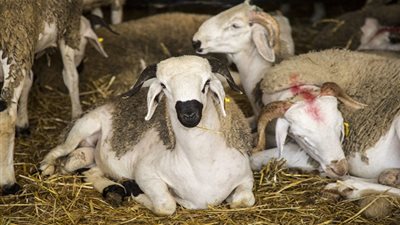 تعرف على موعد إجازة عيد الأضحى 2020 في جمهورية مصر العربية ومدتها