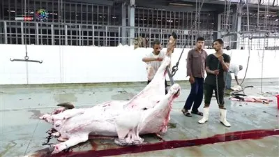 الطب البيطري بالقاهرة: فتح جميع المجازر الحكومية بالمجان بعيد الأضحى