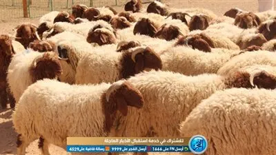 آداب الأضحية وسننها.. الامتناع عن قص الشعر والأظافر