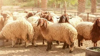 تعرف على شروط ومواصفات الأضحية السليمة
