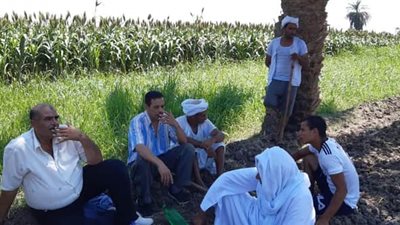 زراعة الفيوم: حملات استكشافية بالحقول لرصد الآفات واتخاذ اللازم (صور)
