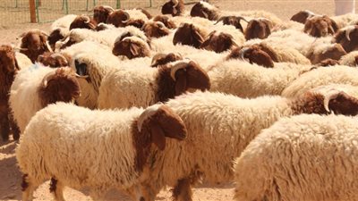 الأوقاف تقرر رفع التعاقد على لحوم الأضاحي إلى 1000 طن