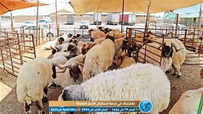 قبل العيد.. الشروط الواجب توافرها في الأضحية السليمة (فيديو)