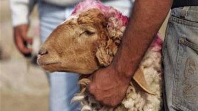 عيد الأضحى 2020.. نصائح عليك اتباعها قبل شراء الأضحية 