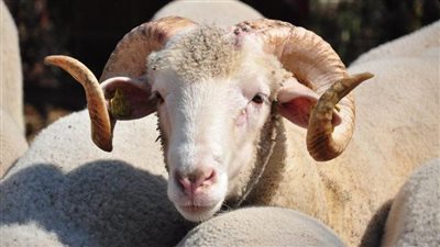 كل ما تريد معرفته عن إجازة عيد الأضحى المبارك