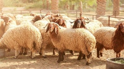 الزراعة: أطباء بيطريون بالمجازر لفحص الأضحية قبل وبعد ذبحها مجانا