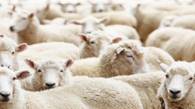 أخطاء تُبطل ثواب الأضحية.. تجنبها عند الذبح