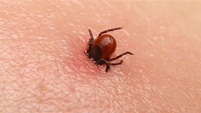 سنة الأوبئة الخطيرة 2020.. ظهور أول حالة تحمل عدوى بابيسيا المميتة في إنجلترا 