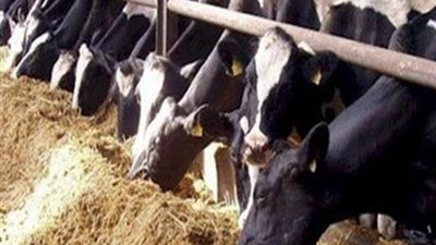 الخدمات البيطرية تُقدم نصائح الذبح السليم.. اعرفها