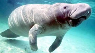 أثري يكشف حقيقة عروس النيل ويطالب بإحياء الاحتفال مرة أخرى