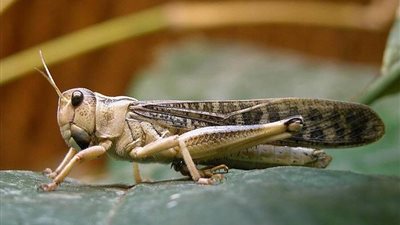 بعد اكتشافها نترات الأمونيوم والمتفجرات.. ما فوائد حشرة الجراد وأضراها؟