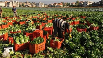 الزراعة: انخفاض معدل صادراتنا بسبب كورونا 