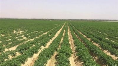 التعليم العالي تكشف تفاصيل تخصيص 10 فدان لكل خريج بالجامعات