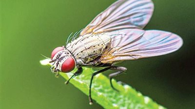 معلومات عن ذبابة الفاكهة الخطيرة.. اعرفها