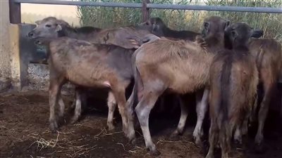 وزير الزراعة: إجمالي المبلغ الموجه لمشروع البتلو 4 مليارات جنيه (فيديو)