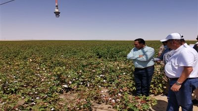 وزير قطاع الأعمال العام يتفقد تجربة زراعة القطن قصير التيلة بشرق العوينات 