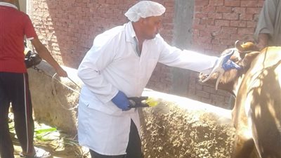 تحصين 100 ألف رأس ماشية ضد 