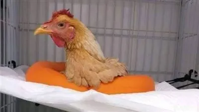 أثارت جدل السوشيال ميديا.. التفاصيل الكاملة لإجراء جراحة لـ