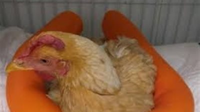 تفاصيل عملية جراحية لـ