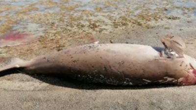 أستاذ علوم بحار يكشف سبب نفوق 