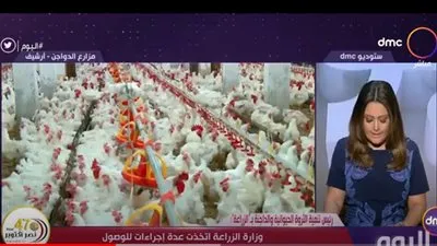 الزراعة:  نقترب من  تحقيق الاكتفاء الذاتي في إنتاج الدواجن